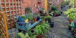 Belfast alley way with planted flowers